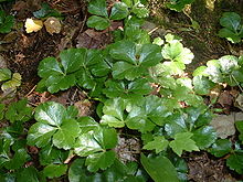 Coptis trifolia, Блинная бухта PP.jpg