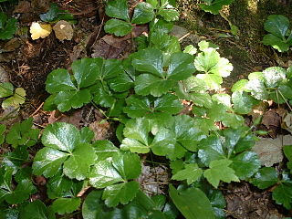 <i>Coptis trifolia</i> Species of flowering plant