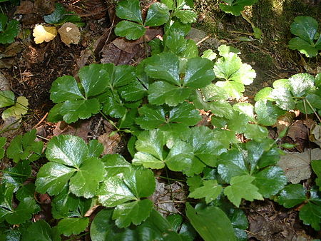 Coptis trifolia