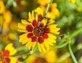 * Nomination Coreopsis tinctoria in Jardin botanique de la Charme, Clermont-Ferrand, France. --Tournasol7 07:43, 12 July 2017 (UTC) * Decline Too blurred. PumpkinSky 22:14, 17 July 2017 (UTC)