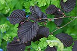 Corylus maxima 