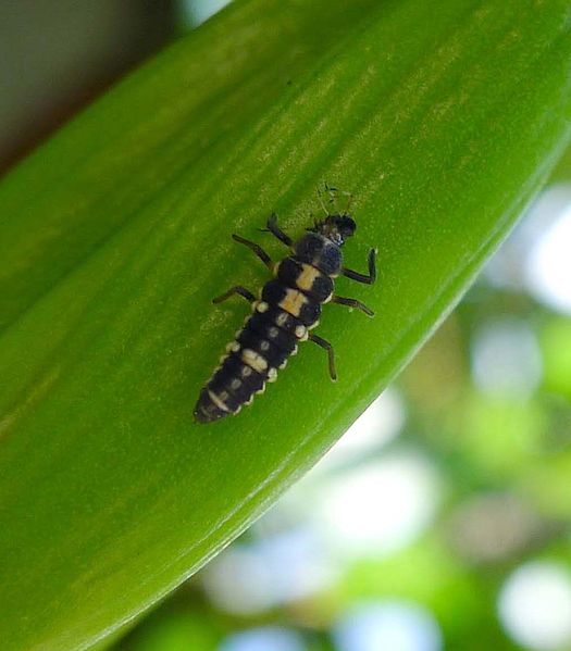 File:Cream-spot Ladybird. Calvia quatuordecimguttata. larval stage 2 - Flickr - gailhampshire (1).jpg