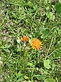 Crepis aurea