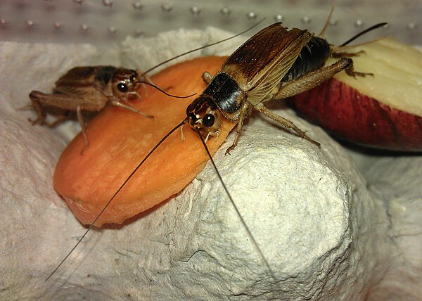 Two adult domestic crickets, Acheta domesticus, feeding on carrot