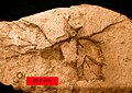 Cirri van een fossiele soort uit het Ordovicium (Ohio).