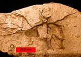 Fossilized holdfast of the Silurian-Middle Devonian crinoid ("sea lily") Eucalyptocrinites CrinoidHoldfastRoots.JPG