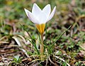 Crocus bifloriformis için küçük resim