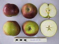 Cross section of Tobiasler, National Fruit Collection (acc. 1947-088) .jpg