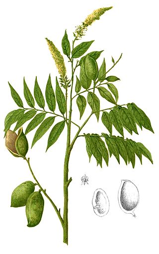 <i>Crudia</i> Genus of legumes