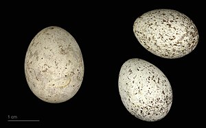 Järgeližen kägen (Cuculus canorus) muna vagolindun munindas, Francii