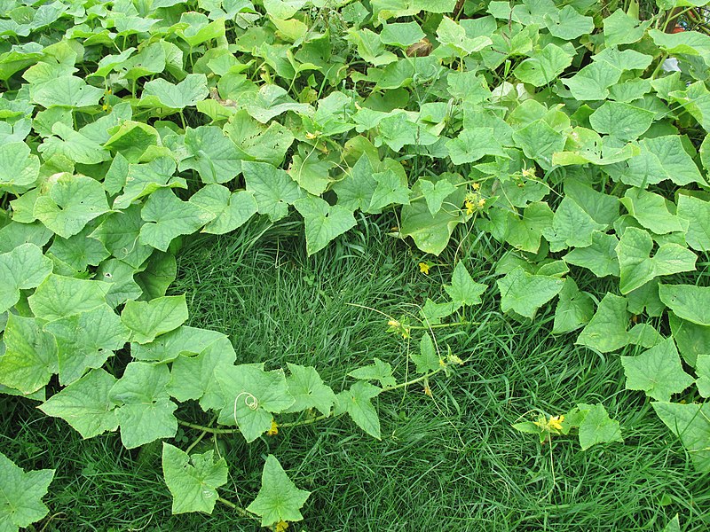 File:Cucumis sativus 15-p.bot-cucu.sati-08.jpg