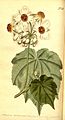 Curtis's botanical magazine (No. 516) (8414347572).jpg