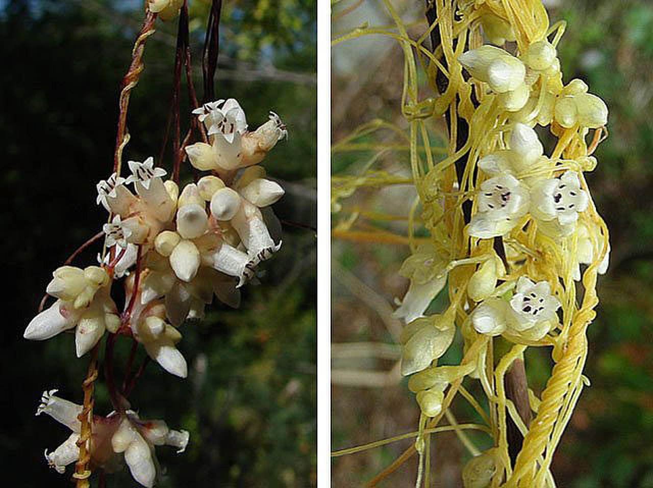 Повилика японская (Cuscuta japonica). Cuscuta approximata. Cuscuta japonica Choisy. Кускута эпитимум.