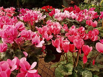 Des fleurs de cyclamen de Perse rose (Cyclamen persicum). (définition réelle 2 560 × 1 920*)