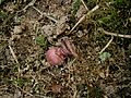 Cyclamen coum seed pod