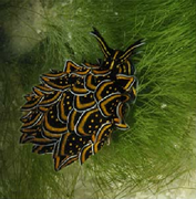 Cyerce nigricans, un Caliphyllidae
