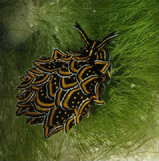 Cyerce nigricans