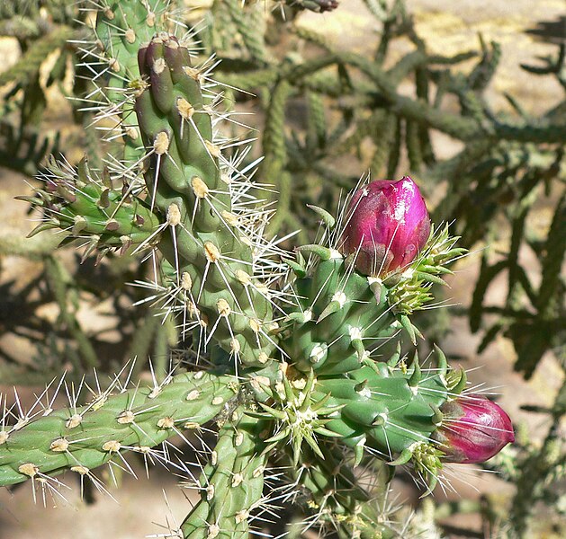 File:Cylindropuntia fulgida var fulgida 3.jpg