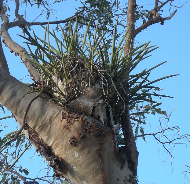 File:Cymbidium canaliculatum habit.jpg