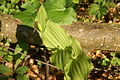 Cypripedium calceolus