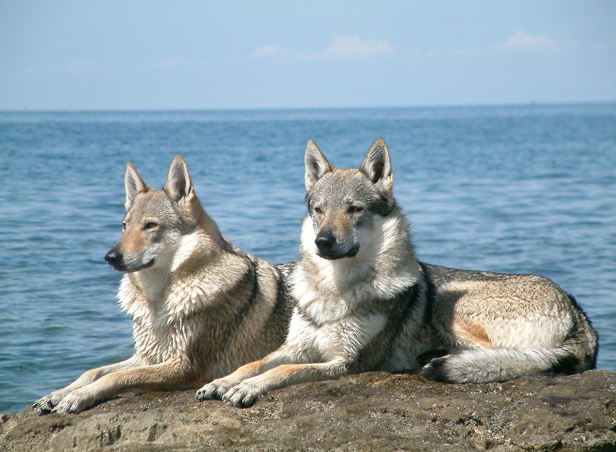 Chien Loup Wikipedia