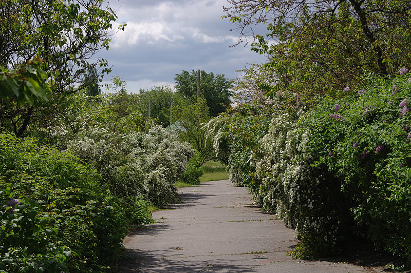 File:Czerkasy Podukh Dnipra Park.JPG