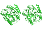 Vignette pour Diméthylargininase