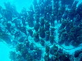 Thumbnail for Cancún Underwater Museum