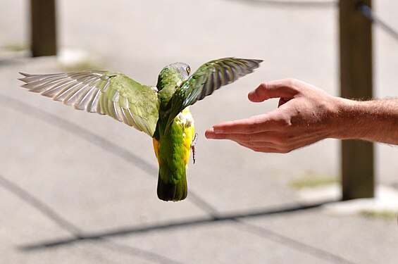 A parrot landing on a friendly hand. Pont-Scorf zoo, France