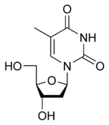 Un ejemplo de nucleósido es la timidina.