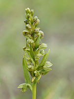 Dactylorhiza viridis (flowers).jpg