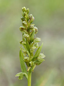 Dactylorhiza viridis (bunga-bunga).jpg