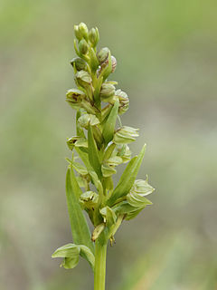 <i>Coeloglossum</i> Genus of flowering plants in the orchid family Orchidaceae
