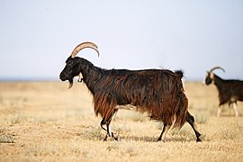 Capră de Daghestan (Capra cylindricornis)