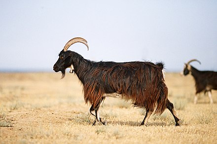 A rather striking goat near Izberbash