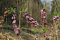 Čeština: Lýkovec jedovatý (Daphne mezereum) na území národní přírodní památky Bílichovské údolí, okres Kladno, Česko English: Daphne mezereum in national natural monument Bílichovské údolí, Kladno District, Czechia Camera location 50° 14′ 55.43″ N, 13° 53′ 27.35″ E  View all coordinates using: OpenStreetMap