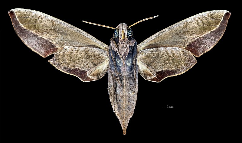 File:Daphnis protrudens protrudens MHNT CUT 2010 0 200 New Guinea female ventral.jpg