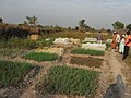 Jardin communautaire des femmes