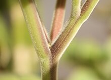 Trichomes glanduleux sur la tige de Datura inoxia (cliquer pour agrandir).