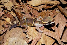 Deccan Banded Gecko (Geckoella deccanensis) Sanctuarul Phansad Wildlfie, Maharashtra DSCF3092 (1) .JPG