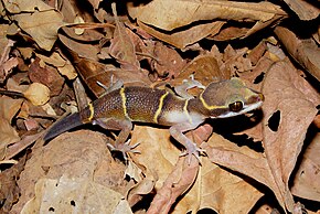 Afbeelding Beschrijving Deccan gestreepte gekko (Geckoella deccanensis) Phansad Wildlfie Sanctuary, Maharashtra DSCF3092 (1) .JPG.