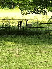 Deer roaming on the School Grounds.jpg