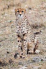 Thumbnail for Asiatic cheetah