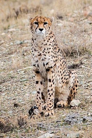 <span class="mw-page-title-main">Asiatic cheetah</span> Subspecies of cheetah in Asia