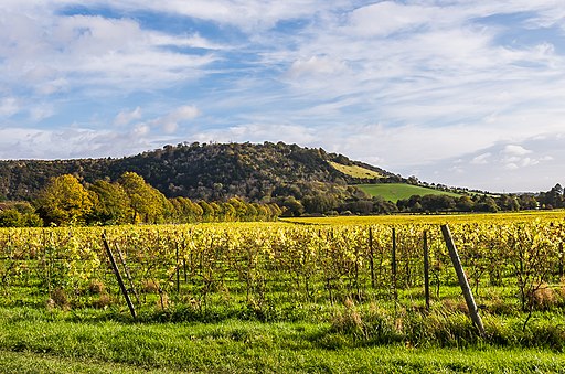 Denbies vineyard and Box Hill in Autumn