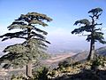 Des arbres du Cèdre d'Atlas Cedrus atlantica sur la montagne de Tichoukte (SIBE) province de Boulemane Maroc.jpg