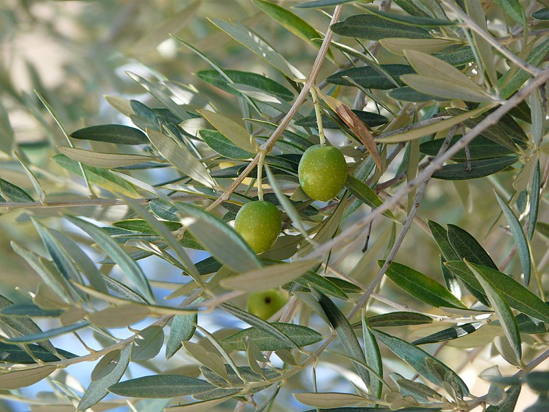 File:Des olives vertes sur leur branche..jpg