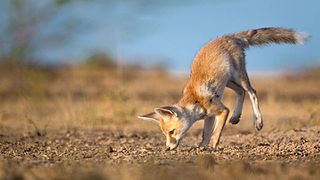 Desert Fox Pup Mock Hunting.jpg