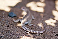 Desert Iguana shedding skin (21290291202).jpg