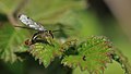 Deutsche Skorpionsfliege Panorpa germanica auf der Pirsch ? male